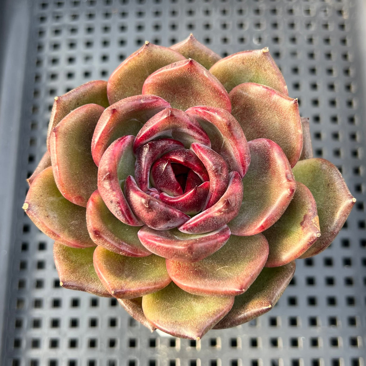 Echeveria 'Black Mink' 2"-3" Succulent Plant