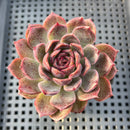 Echeveria 'Tarantula' 2"-3" New Hybrid Succulent Plant