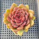 Echeveria 'Purple Elin' 2" Succulent Plant