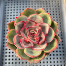 Echeveria 'Melodious' 3" Succulent Plant
