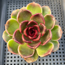 Echeveria sp. 3" Succulent Plant