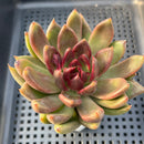 Echeveria 'Black Queen' Hybrid (Strange Claw Shaped Leaves) 3" Succulent Plant