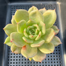 Echeveria 'Monroe Chanel' 3" Succulent Plant