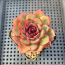 Echeveria Agavoides 'Eclipse' 2" (100% Grown In House) Succulent Plant