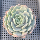 Echeveria sp. 2"-3" Succulent Plant