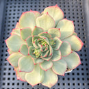 Echeveria 'Moca' Variegated 3" Succulent Plant