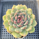 Echeveria 'Sarahime' x 'Hyalina' Hybrid 2"-3" Flower Village Hybrid Succulent Plant