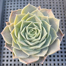 Echeveria 'Simulans' 2"-3" Succulent Plant