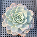 Echeveria 'Raffine' 3" Succulent Plant