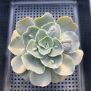 Echeveria 'White Speed Bump' 3"-4" Succulent Plant