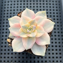 Graptopetalum 'Purple Delight' Variegated 2"-3" Succulent Plant