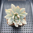 Pachyveria 'Simonoasa' Variegated 3" Succulent Plant