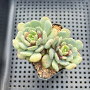 Echeveria 'Juliana Pink' 2" Succulent Plant