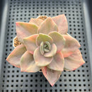 Graptopetalum 'Bainesii' Variegated 2"-3" Succulent Plant