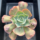 Echeveria 'Garden Bungalow' 4" Succulent Plant