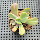 Echeveria 'Beserk' Variegated 2" Succulent Plant