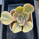 Echeveria 'Silk Road' Variegated 4" Succulent Plant Cutting