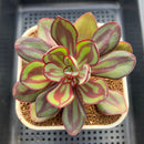 Echeveria Nodulosa 3" Succulent Plant Cutting