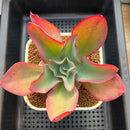 Echeveria 'Orange Subrigida' 3"-4" Succulent Plant Cutting