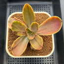 Echeveria 'Fimbriata' Variegated AKA 'Fasciculata' 3" Succulent Plant Cutting