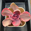 Echeveria 'Pink Angel' 3"-4" Succulent Plant Cutting