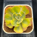 Echeveria 'Enfant' Variegated AKA 'Angpang' 2"-3" Succulent Plant