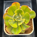 Echeveria 'Enfant' Variegated AKA 'Angpang' 2"-3" Succulent Plant