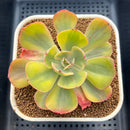 Echeveria 'Enfant' Variegated AKA 'Angpang' 2"-3" Succulent Plant