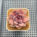 Echeveria Hybrid sp. 1"-2" Hand-Selected Clone (From Brotherly Farm) Succulent Plant Cutting