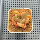 Echeveria Hybrid sp. 1"-2" Hand-Selected Clone (From Brotherly Farm) Succulent Plant Cutting