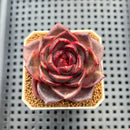 Echeveria Hybrid sp. 1"-2" Hand-Selected Clone (From Brotherly Farm) Succulent Plant Cutting