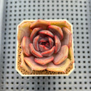 Echeveria Hybrid sp. 1"-2" Hand-Selected Clone (From Brotherly Farm) Succulent Plant Cutting