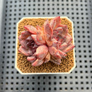 Echeveria Hybrid sp. 1"-2" Hand-Selected Clone (From Brotherly Farm) Succulent Plant Cutting