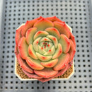 Echeveria Hybrid sp. 1"-2" Hand-Selected Clone (From Brotherly Farm) Succulent Plant Cutting