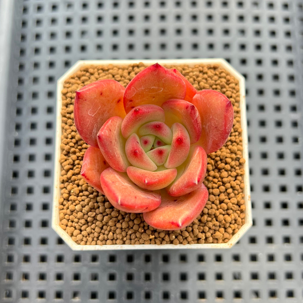 Echeveria Hybrid sp. 1"-2" Hand-Selected Clone (From Brotherly Farm) Succulent Plant Cutting