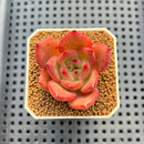 Echeveria Hybrid sp. 1"-2" Hand-Selected Clone (From Brotherly Farm) Succulent Plant Cutting