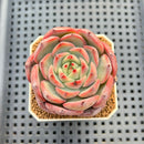 Echeveria Hybrid sp. 1"-2" Hand-Selected Clone (From Brotherly Farm) Succulent Plant Cutting