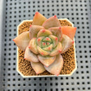 Echeveria Hybrid sp. 1"-2" Hand-Selected Clone (From Brotherly Farm) Succulent Plant Cutting