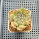 Echeveria Hybrid sp. 1"-2" Hand-Selected Clone (From Brotherly Farm) Succulent Plant Cutting