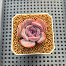 Echeveria Hybrid sp. 1"-2" Hand-Selected Clone (From Brotherly Farm) Succulent Plant Cutting