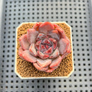 Echeveria Hybrid sp. 1"-2" Hand-Selected Clone (From Brotherly Farm) Succulent Plant Cutting