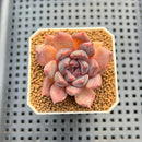 Echeveria Hybrid sp. 1"-2" Hand-Selected Clone (From Brotherly Farm) Succulent Plant Cutting