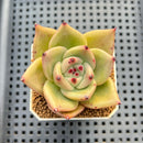 Echeveria Hybrid sp. 1"-2" Hand-Selected Clone (From Brotherly Farm) Succulent Plant Cutting