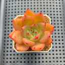 Echeveria Hybrid sp. 1"-2" Hand-Selected Clone (From Brotherly Farm) Succulent Plant Cutting