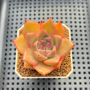 Echeveria Hybrid sp. 1"-2" Hand-Selected Clone (From Brotherly Farm) Succulent Plant Cutting