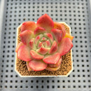 Echeveria Hybrid sp. 1"-2" Hand-Selected Clone (From Brotherly Farm) Succulent Plant Cutting