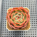 Echeveria Hybrid sp. 1"-2" Hand-Selected Clone (From Brotherly Farm) Succulent Plant Cutting