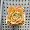 Echeveria Hybrid sp. 1"-2" Hand-Selected Clone (From Brotherly Farm) Succulent Plant Cutting