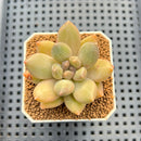 Echeveria Hybrid sp. 1"-2" Hand-Selected Clone (From Brotherly Farm) Succulent Plant Cutting