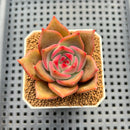 Echeveria Hybrid sp. 1"-2" Hand-Selected Clone (From Brotherly Farm) Succulent Plant Cutting